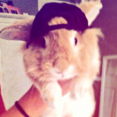jackrabbitrexie's profile picture. im a rabbit give me carrots bur actually domt I have an eating disorder 🐌🗡️🐇 @jackrabbitpriv