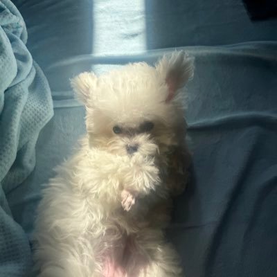 Bofofbow's profile picture. Professional Exit Liquidity Provider
Vietnamese Gang
Tweets are NFA