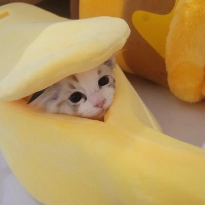 njm_txn's profile picture. fan account  ʚ♥⃛ɞ  🐯🦊🐶🐻🐰🐬🐹🫶🏻 #NCTDREAM #田栩宁 #TianXuNing  #ทีมBacontime #seakeen 
#WilliamEst