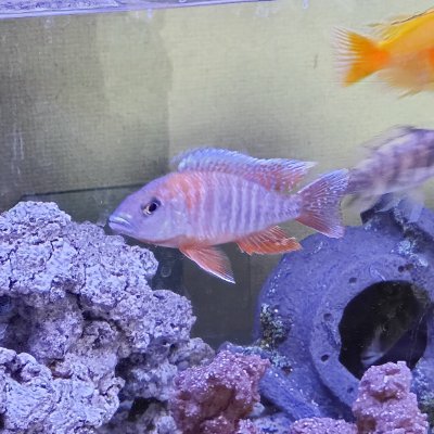 SaveforestVi's profile picture. ものづくり、DIYが趣味です。
#アコーディオン #シンセサイザー
#プログラミング #電子工作 #お笑い #動物 #釣り #車中泊