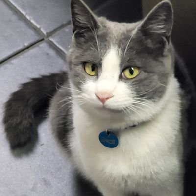 dede33452's profile picture. my cat