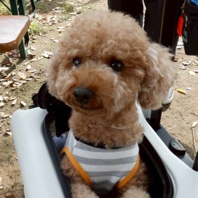 うみ🐩 (@reisa098) / Posts / X