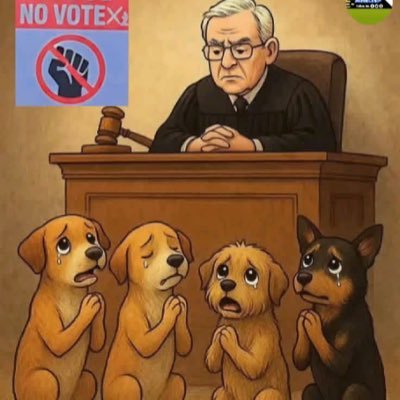 strayrights's profile picture. 