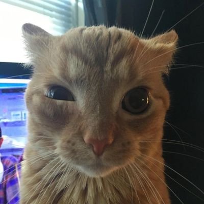 LFGbeby's profile picture. cute catyyy 😻