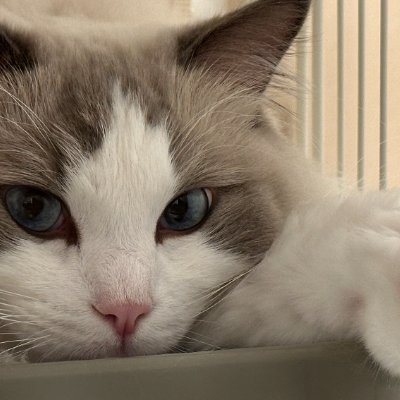 nekotapoteto's profile picture. 