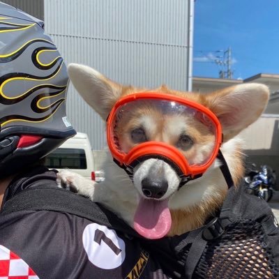 ITOKEN950SP's profile picture. バイク🥽に乗るやるきなしコーギ サラ🍞（2021年12月生まれ）と飼い主@名古屋