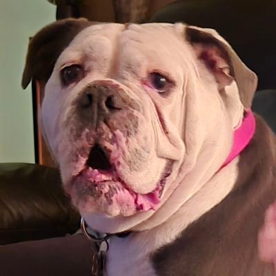 KimHandley1's profile picture. Dog lover.    Dual Citizen - US & Canada