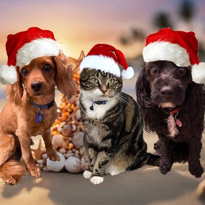 GetsPuppy's profile picture. A city cat living my best life, members of The Zombie Squad. Sergeants Rosie and Molly, Corporal Belle. On Insta getspuppy_