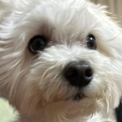 kota268's profile picture. 剣盾/ポケGO