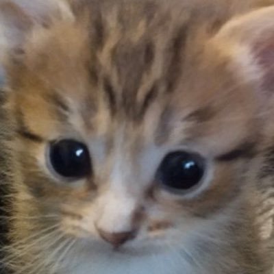 NEKO_11102's profile picture. 