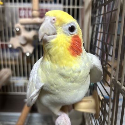 mpr222630's profile picture. 🐥@ahirunoko2226🐥日常を呟いたり自創作語りしたり好きなもの見る為の垢です