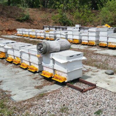 yangbongda16661's profile picture. 