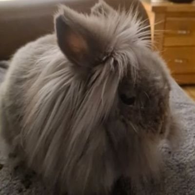 Rosie_fluffybun's profile picture. Yoos may finkz my @naym odd az Rosie butz mummy waz told I waz a gurl until her took me fur spayin at 10 monfs old....Rosie iz now Reggie 🐇Brigadear in #zshq