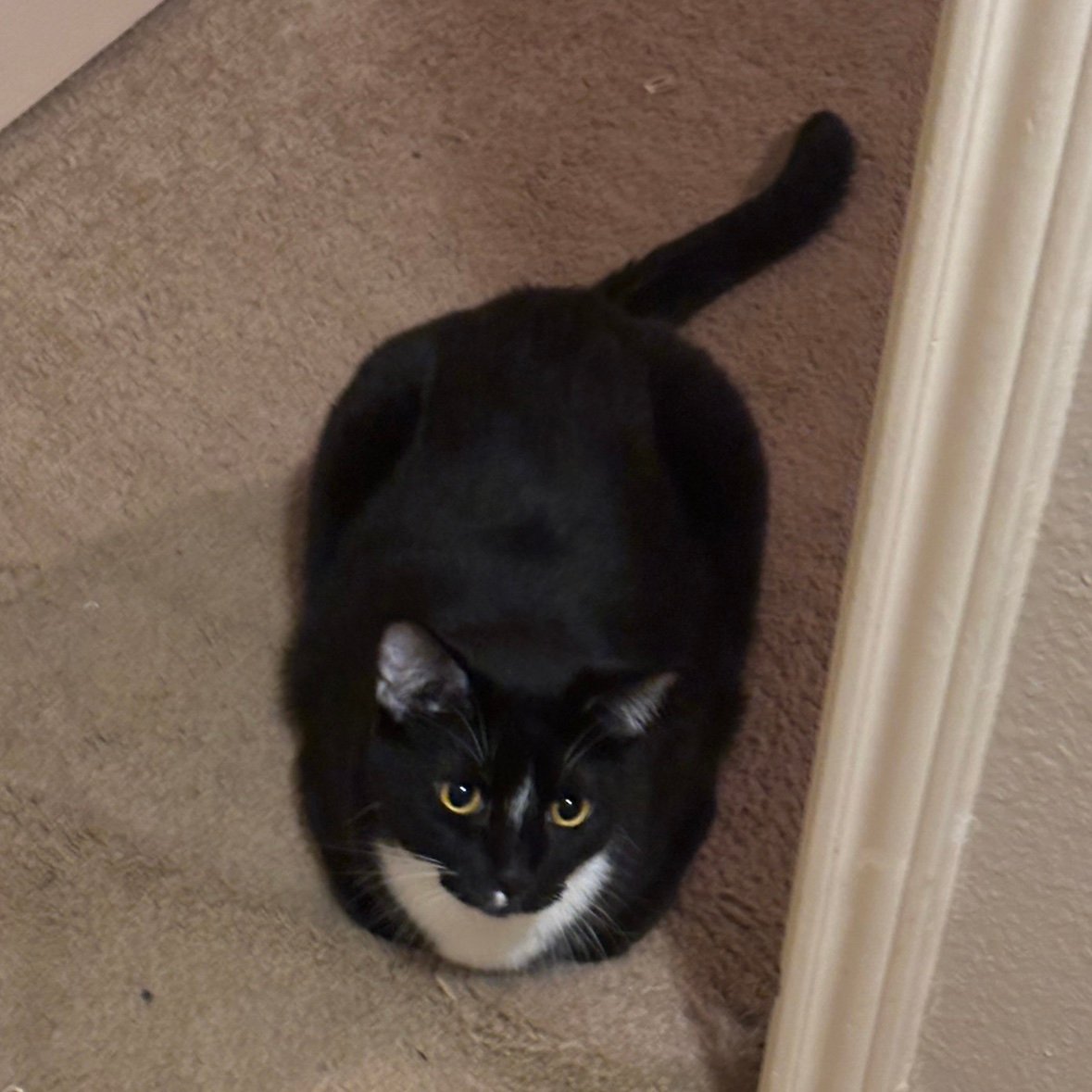 gallifrag_'s profile picture. 