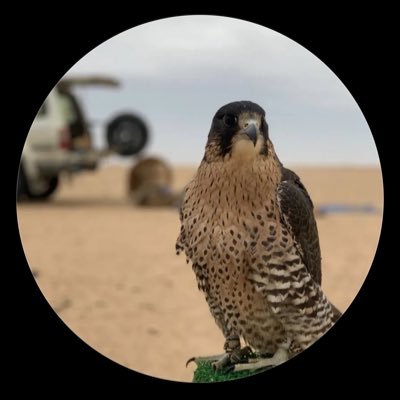 SltanZ73141's profile picture. راعي الحويط