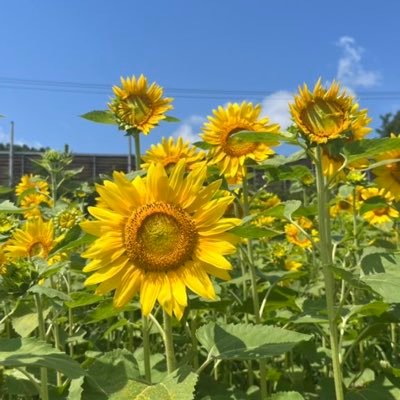 bigislana's profile picture. 基本的人権と信教の自由を守り幸せになりたい。趣味は囲碁、ベランダ盆栽🪴野菜育ち。スポーツも(サッカー⚽️、ゴルフ⛳️)も好きな人です。