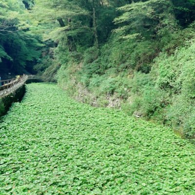 memeko_2434's profile picture. 🌈🕒  🏢