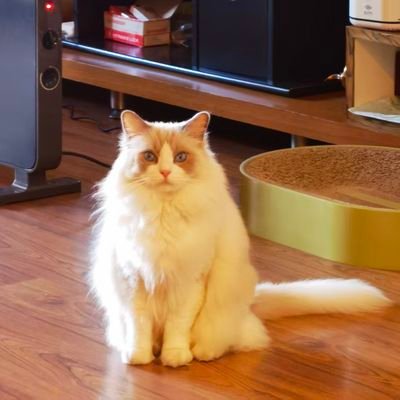 constance1791's profile picture. Analytical mind, artistic soul. Navigating life passionately and solo. Recent obsession: KCD2 & Shine The Series (more like a BOC fan since 2022 I guess)