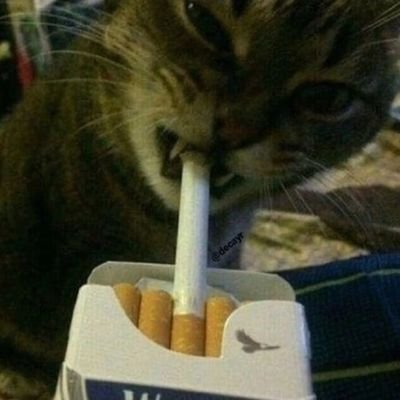 Freitod_0's profile picture. In meinem Kopf schwebt ein .45 ACP