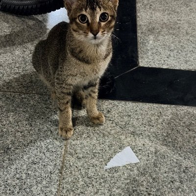 shawarmalvr's profile picture. (he/him) 27 year old . perpetually exhausted caffeine junkie. Don't.