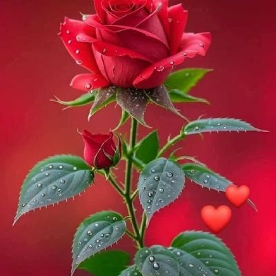 HimatyarOsman's profile picture. الرزق مقسوم والأجل محتوم