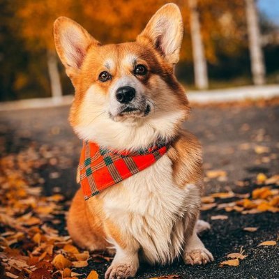 Butterfly12T's profile picture. ♡ Dogs are the best ♡ Be kind to animals ♡ I love corgis ♡
♡ Corgi is love ♡ Corgi is good ♡ Corgi is everything ♡