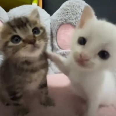 reddatafn's profile picture. 16 | @plasterfnx @yolkvvs @employed_yoda @bluufvv