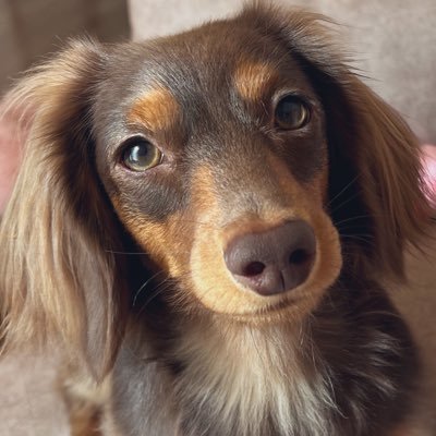 mocha1018mocha's profile picture. ミニチュアダックス🤎2024.10.18♂モカmocha🧁 2004.12.6〜2022.12.19♀ちょこchoco🌈
