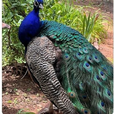 Shivanisin31971's profile picture. 