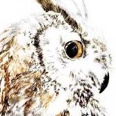 kaito_maeshiro's profile picture. 