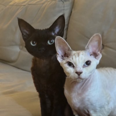 CryptoTerrii's profile picture. 