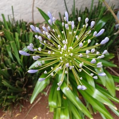 mogodikeledi's profile picture. 