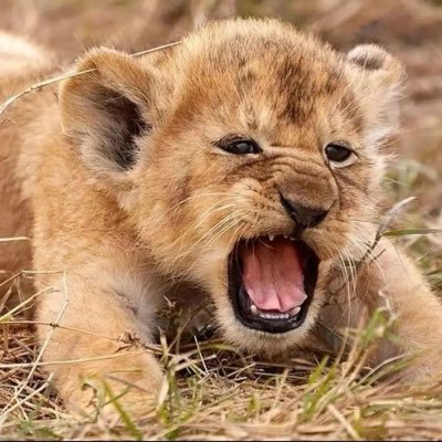 tsalala_51928's profile picture. 南アフリカ🇿🇦、ケニア🇰🇪のライオンが中心🩷 No🏆ハンティング/No animal サーカス🎪/ DMは受け付けておりません 好きなyoutube : もぎせかチャンネル、 ライオン系全て 大量移民受け入れ反対