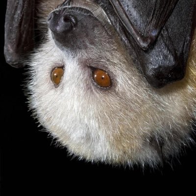 3percentsolid's profile picture. je suis une louve solitaire 𓃦