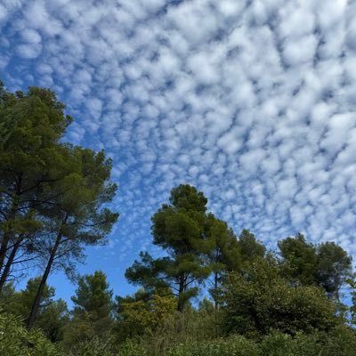 meblu's profile picture. 