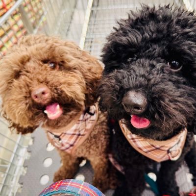 shazlharro's profile picture. SidandTheos Mum. Proud parent and grandma. 🇺🇦Surviving BC 🎀#EelsForLife 💙💛 #Tigers 🐯🧡🖤#ClimateEmergency. #LNPneveragain