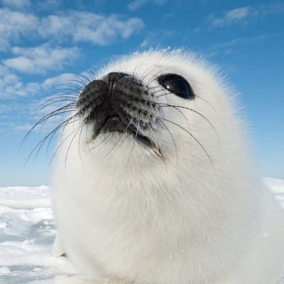 n0rmal__g1rl's profile picture. yeryüzü aşkın yüzü oluncaya dek