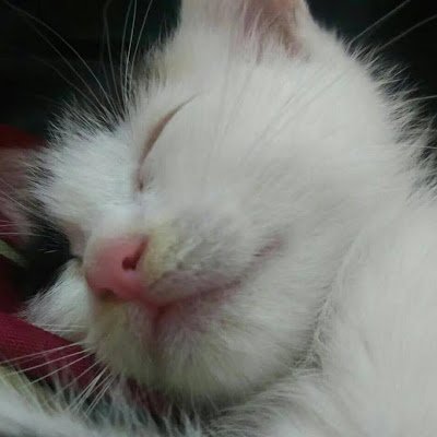 YangxDesign's profile picture. A Product Designer is making something…