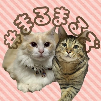 rankijimaru2's profile picture. ラグドールの蘭丸(8歳♂)とマンチカンのきじ丸(11ヶ月♂)と人間(34歳♀) 。葉山町でのスローライフ。TLを猫ちゃんでいっぱいにしたい、無言フォロー失礼します！🙇‍♀️´-
