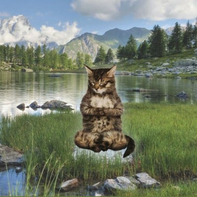 Miauditation's profile picture. To see that the quality of your life is what it is when you are doing nothing. *Miau*