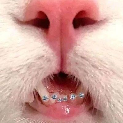 Petsareblessing's profile picture. Every day is heaven when you have a pet 🐾 
(we don't own any content Posted)