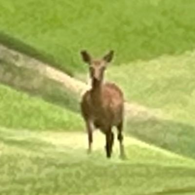 bogeydeii's profile picture. ゴルフが大好き