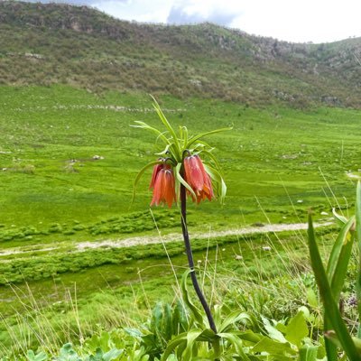 kurd_national's profile picture. Free Kurdistan and Pro Israel