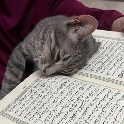 bjaniletgo's profile picture. Albanian Muslim 🕋🇦🇱🏴