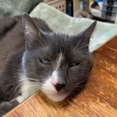 Tx_hannah200's profile picture. ✨ Level 23 GFX & Digital Artist | 🎭 Emotes • Panels • Overlays • Alerts | 🎨 VTuber Models & 2D/3D Art | 🏳️‍🌈 Furry (SFW + NSFW) | 💼 Commissions OPEN