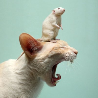 ShoryuPaw's profile picture. 