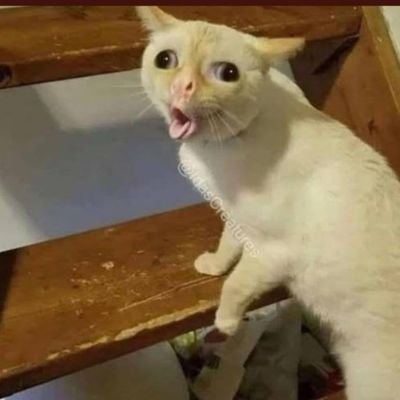 bat_homan's profile picture. GAZA LIVES MATTER 🇵🇸
                                                       Solantophile