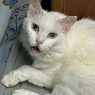 ernestwwchin's profile picture. 