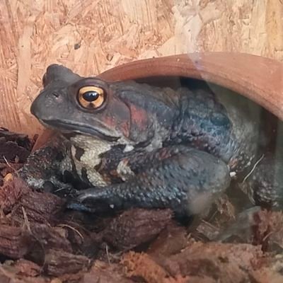 tdms39_'s profile picture. とどますを膝に受けてしまって歩けないのですが……（無言フォロー失礼します）※左右固定派です 成人済