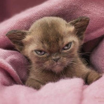 SammayaD's profile picture. Have fun whenever you get the chance 🤍